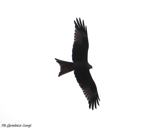 Nibbio reale  - Gianluca Congi