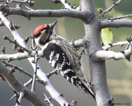 Picchio rosso minore  - Gianluca Congi