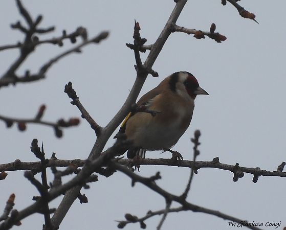 Cardellino  - Gianluca Congi