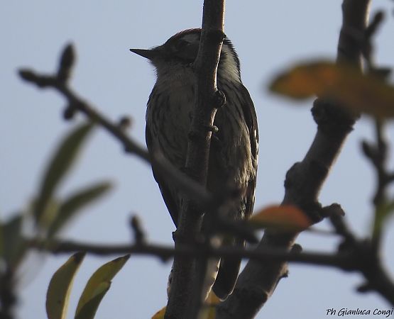 Picchio rosso minore  - Gianluca Congi
