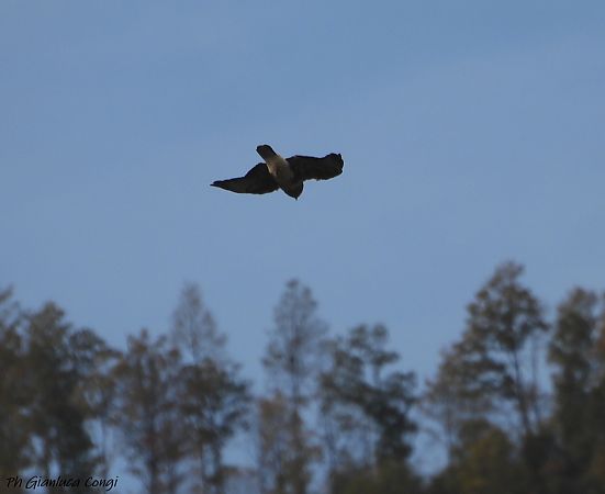 Poiana  - Gianluca Congi