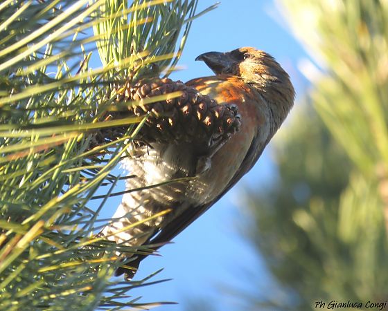 Crociere  - Gianluca Congi