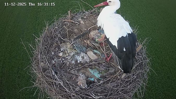 Cicogna bianca  - Roberto Santopaolo