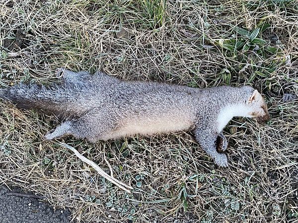 Faina  - Tiziano Fiorenza (FVG)