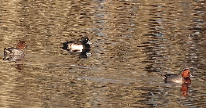 Ibrido di anatra  - Carlo Nebbia