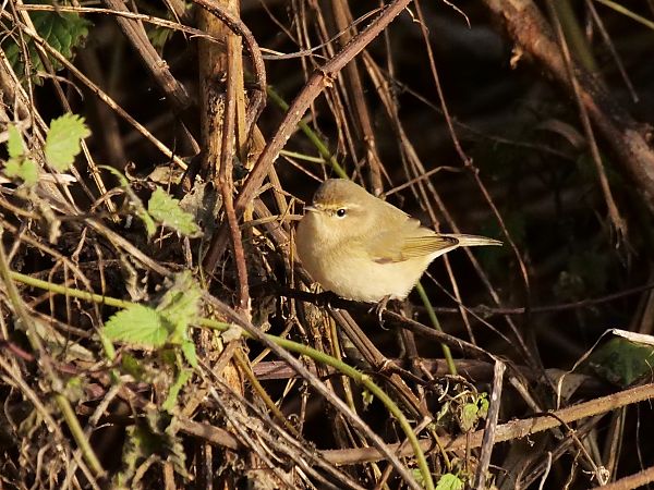 Luì piccolo  - Giuseppe Taverna