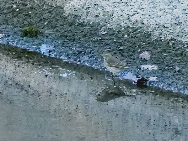 Pispola indet.  - Giuseppe Taverna