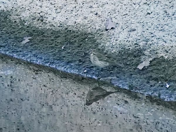 Pispola indet.  - Giuseppe Taverna