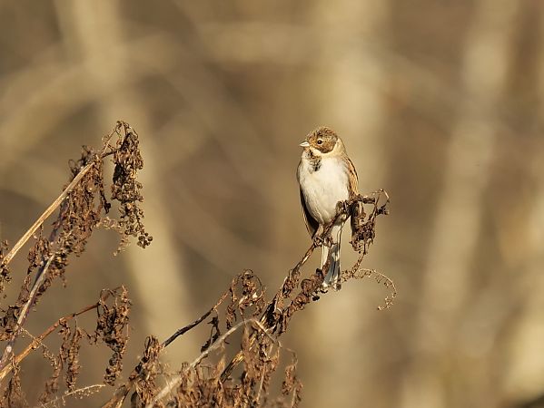 Migliarino di palude  - Giuseppe Taverna