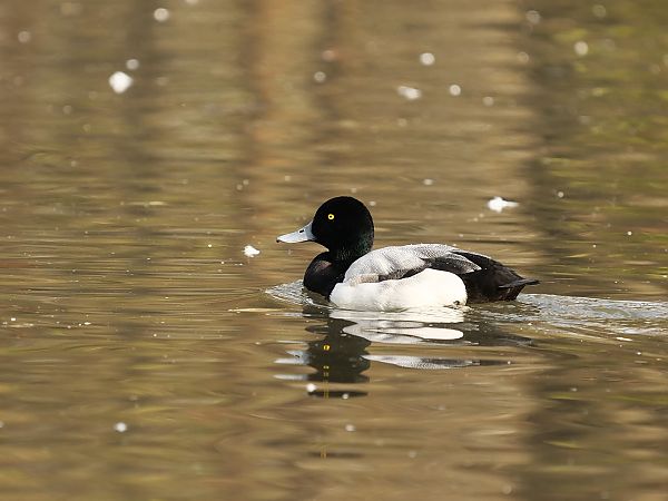 Moretta grigia  - Giuseppe Taverna