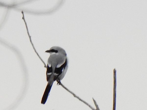 Averla maggiore  - Aldo Callegarin