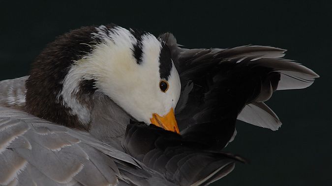 Oca indiana  - Paolo Vacilotto