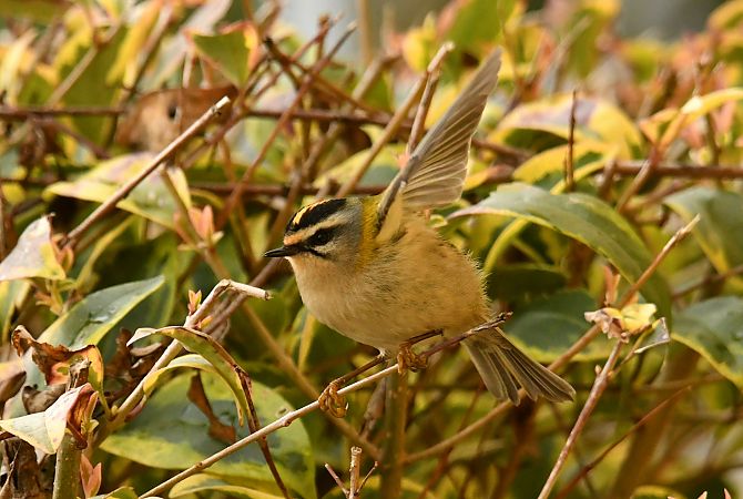 Fiorrancino  - Valerio Pezzi