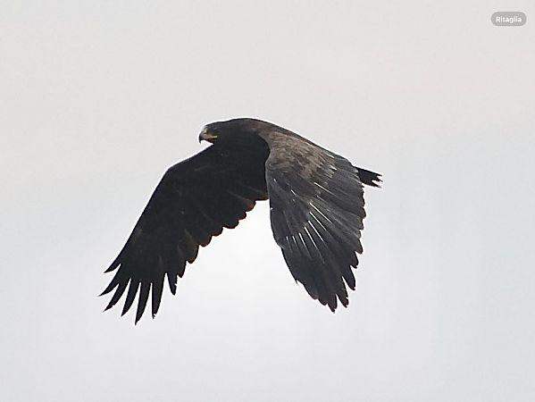 Aquila anatraia maggiore  - Paolo Geromel