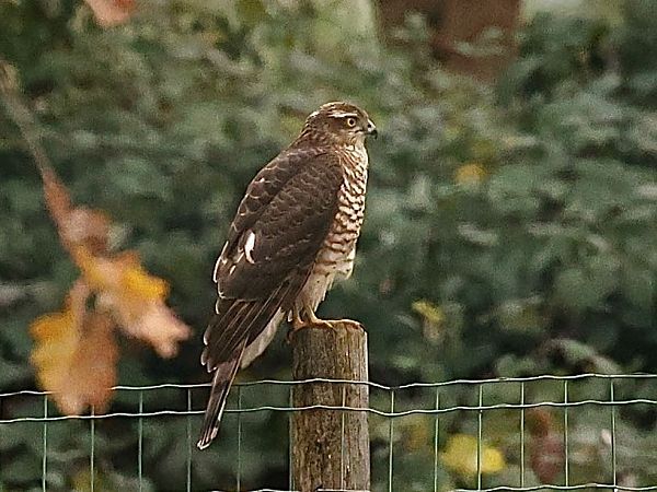 Sparviere  - Paolo Geromel