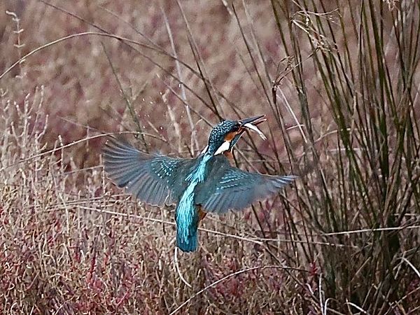 Martin pescatore  - Paolo Geromel