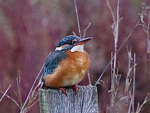 Martin pescatore  - Paolo Geromel