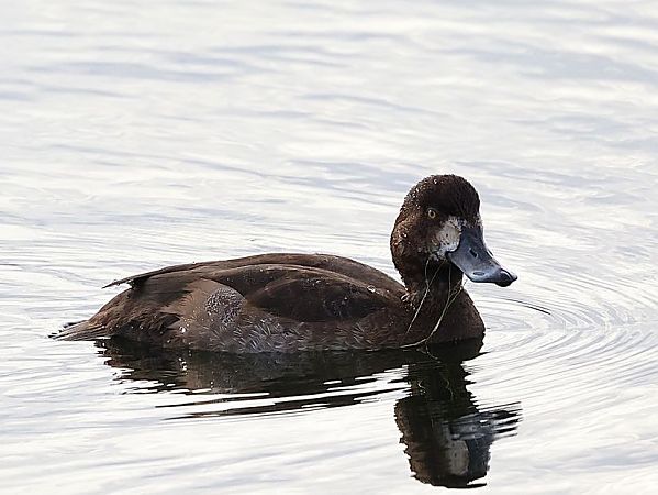 Bergente  - Paolo Geromel