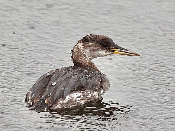 Svasso collorosso  - Paolo Geromel