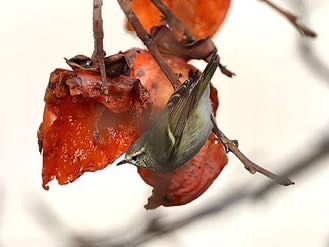 Luì di Hume  - Paolo Geromel