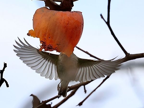 Luì di Hume  - Paolo Geromel