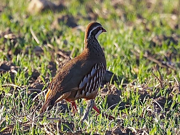 Pernice rossa  - Paolo Geromel