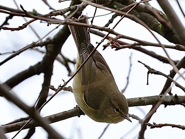 Luì piccolo  - Paolo Geromel