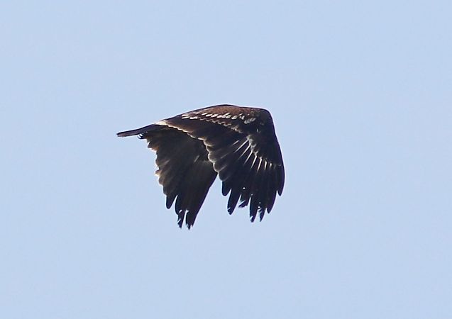 Aquila anatraia maggiore  - Flavio Menegat