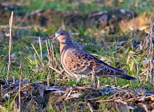 Tortora orientale  - Flavio Menegat