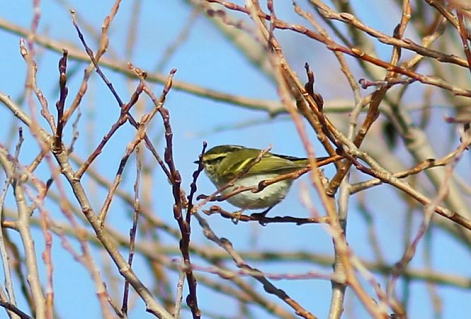 Luì di Pallas  - Flavio Menegat