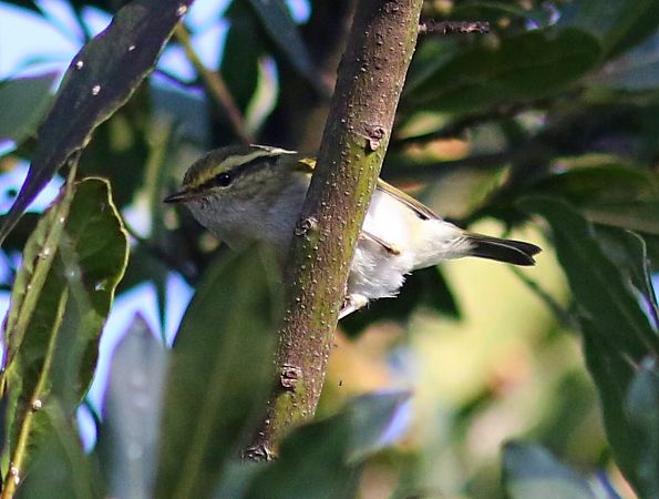 Luì di Pallas  - Flavio Menegat