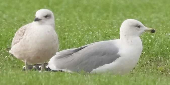 Gabbiano reale  - Michele Lamberti