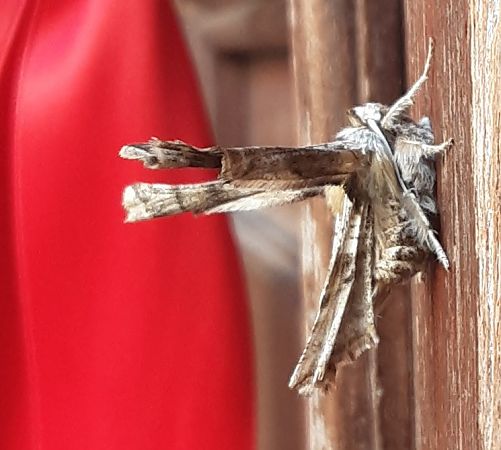 Heterocera sp.  - Michele Lamberti