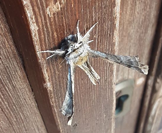 Heterocera sp.  - Michele Lamberti