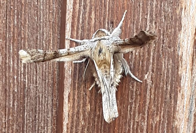 Heterocera sp.  - Michele Lamberti