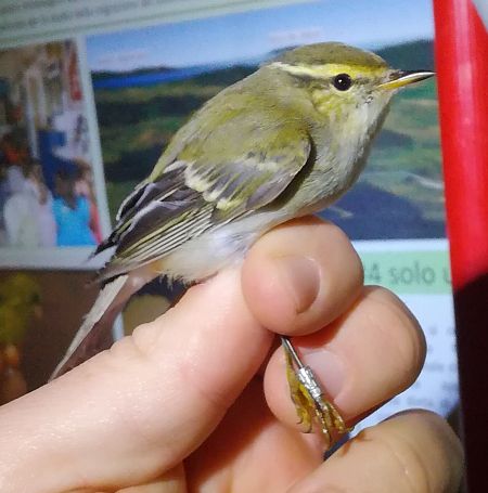 Luì forestiero  - Michele Lamberti