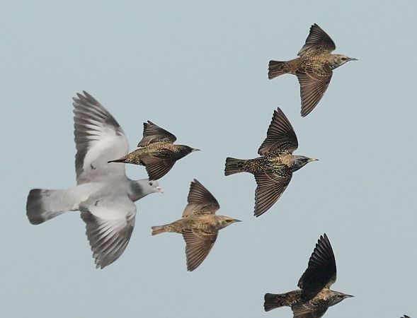 Storno  - Michele Lamberti