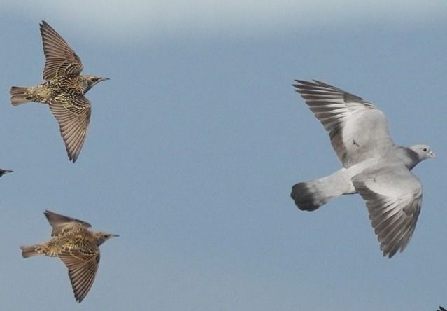 Storno  - Michele Lamberti