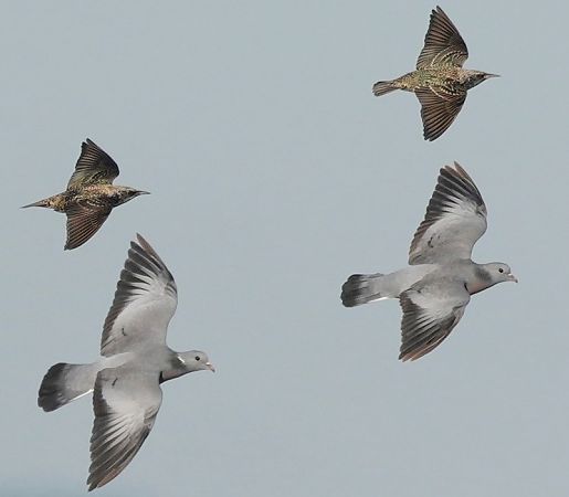 Storno  - Michele Lamberti