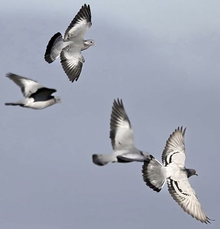 Piccione domestico  - Michele Lamberti