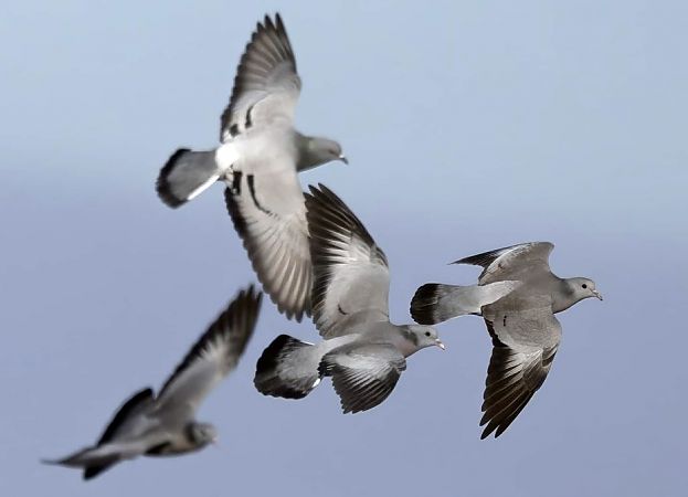 Piccione domestico  - Michele Lamberti