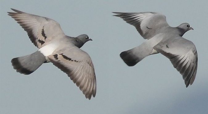 Piccione domestico  - Michele Lamberti