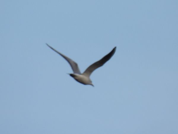 Gabbiano indet.  - Zaffaroni Paolo