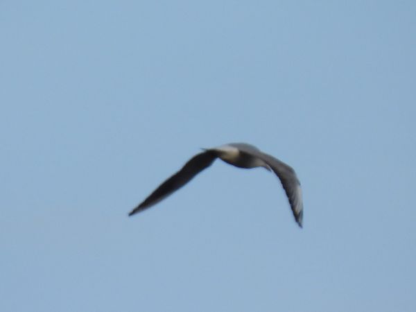 Gabbiano indet.  - Zaffaroni Paolo