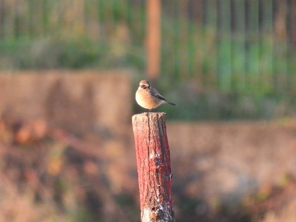 Stiaccino  - Zaffaroni Paolo