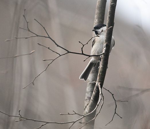 Cincia bigia  - Paolo Zucca