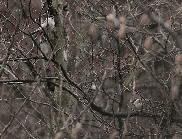 Cincia bigia  - Paolo Zucca