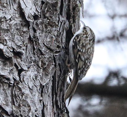 Rampichino alpestre  - Paolo Zucca