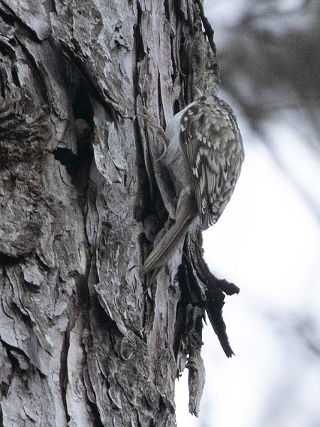 Rampichino alpestre  - Paolo Zucca