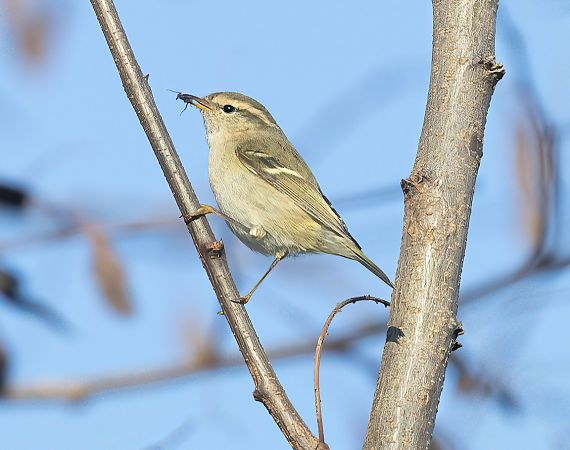Luì di Hume  - Paolo Zucca